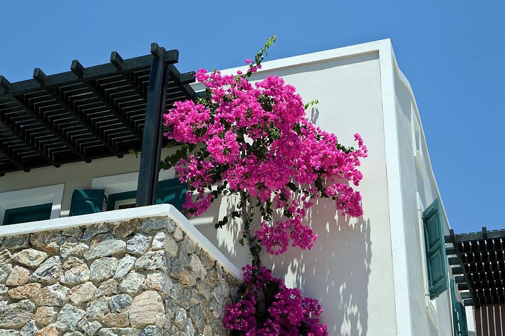 Rose Bay Камари